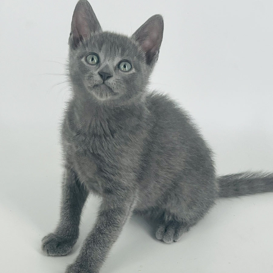 Aisha Russian Blue female, blue