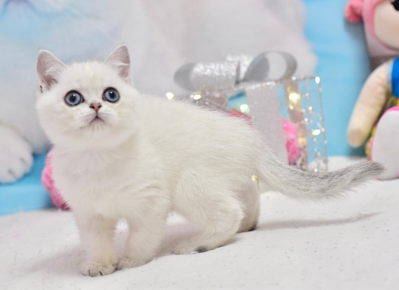 Dior British Shorthair male, black silver shaded pointed