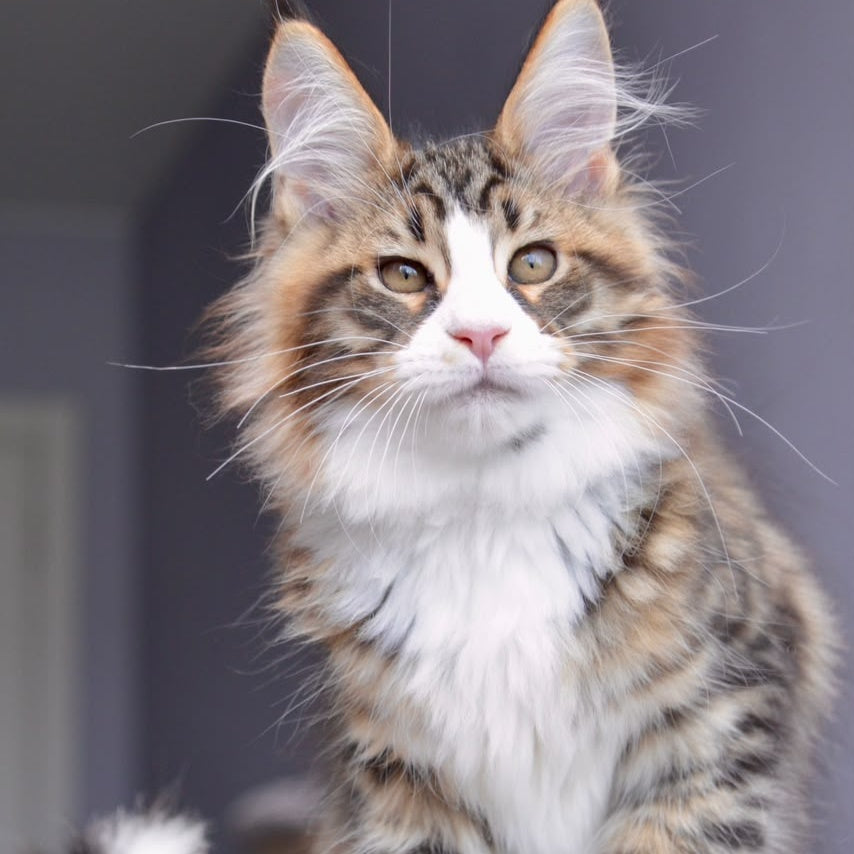 Bright Star Maine Coon male, black with white spotted tabby