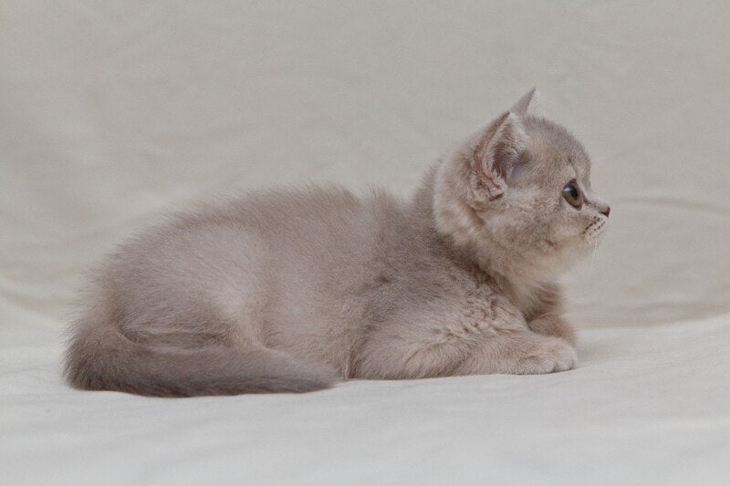 Nyasha British Shorthair female, lilac ticked tabby