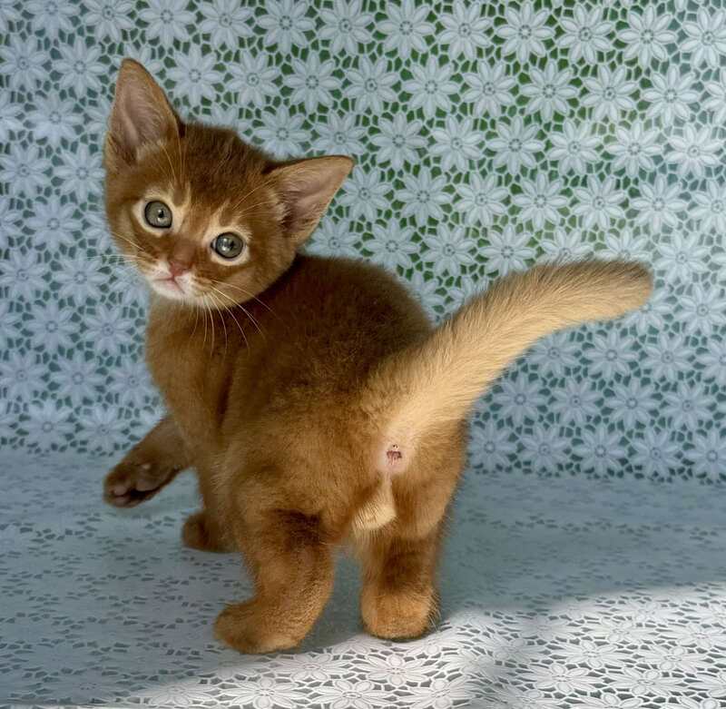 Baks Abyssinian male sorrel - live animals