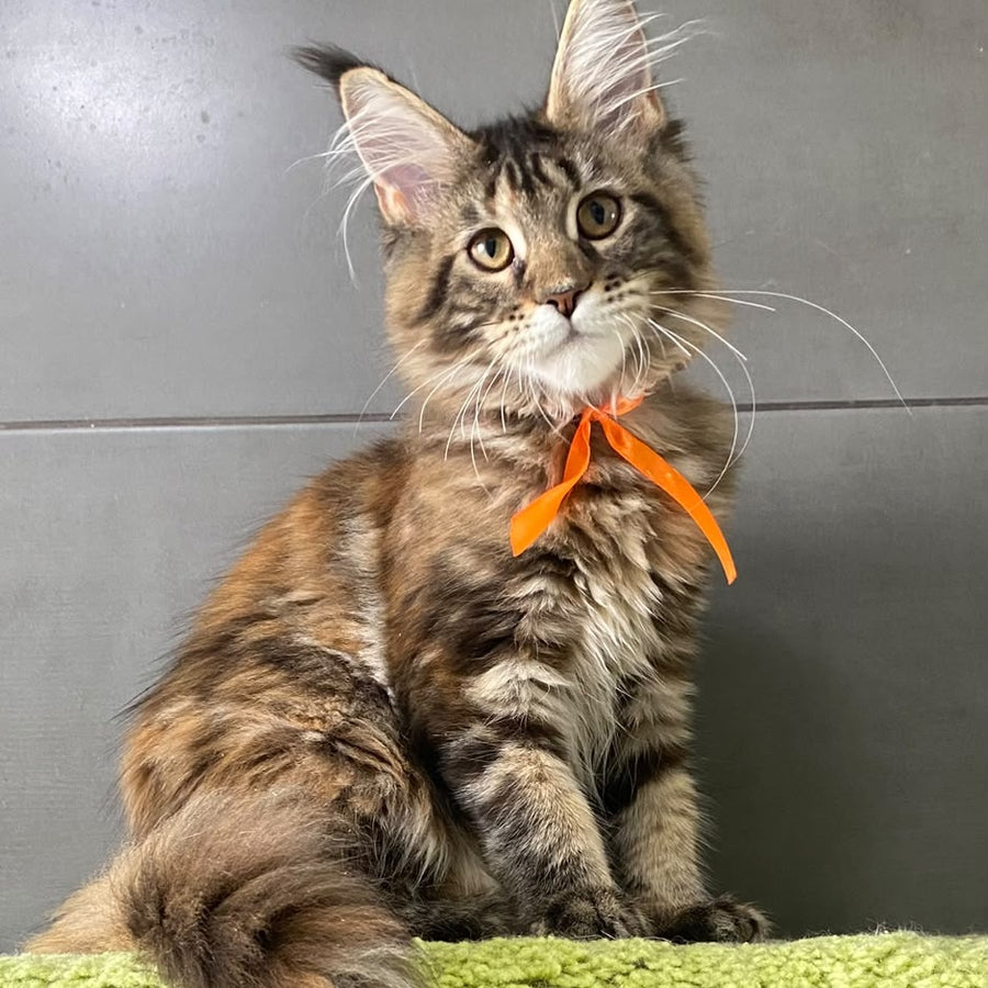 Eight Maine Coon female, black tortie tabby