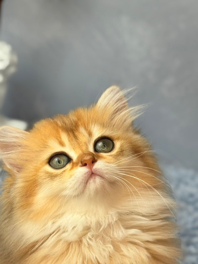 Dasha Scottish Straight female black golden shaded - live animals