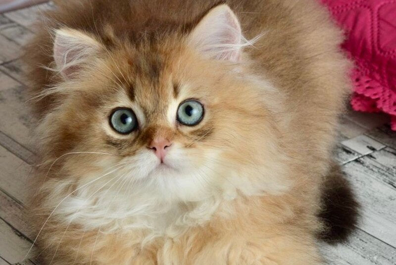 Sultan British Longhair male black golden shaded - live animals