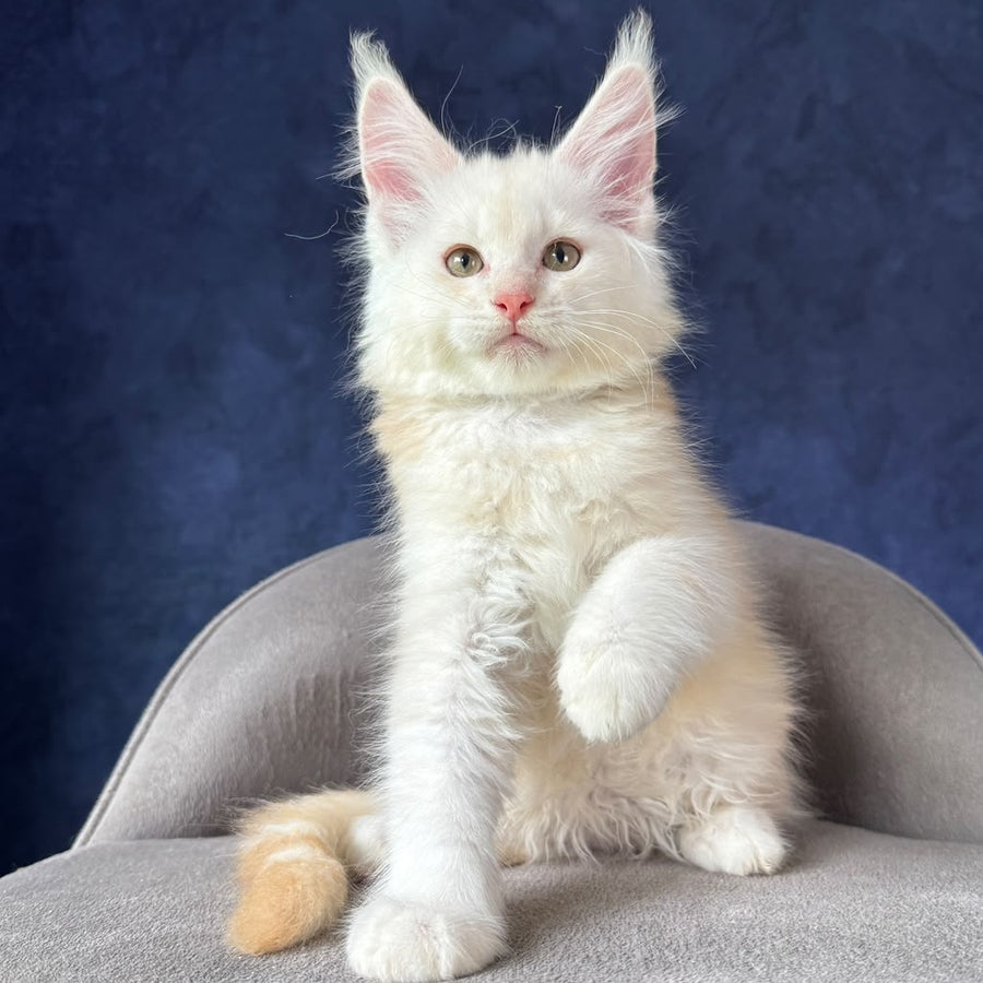 Sakson Maine Coon male, red silver ticked tabby
