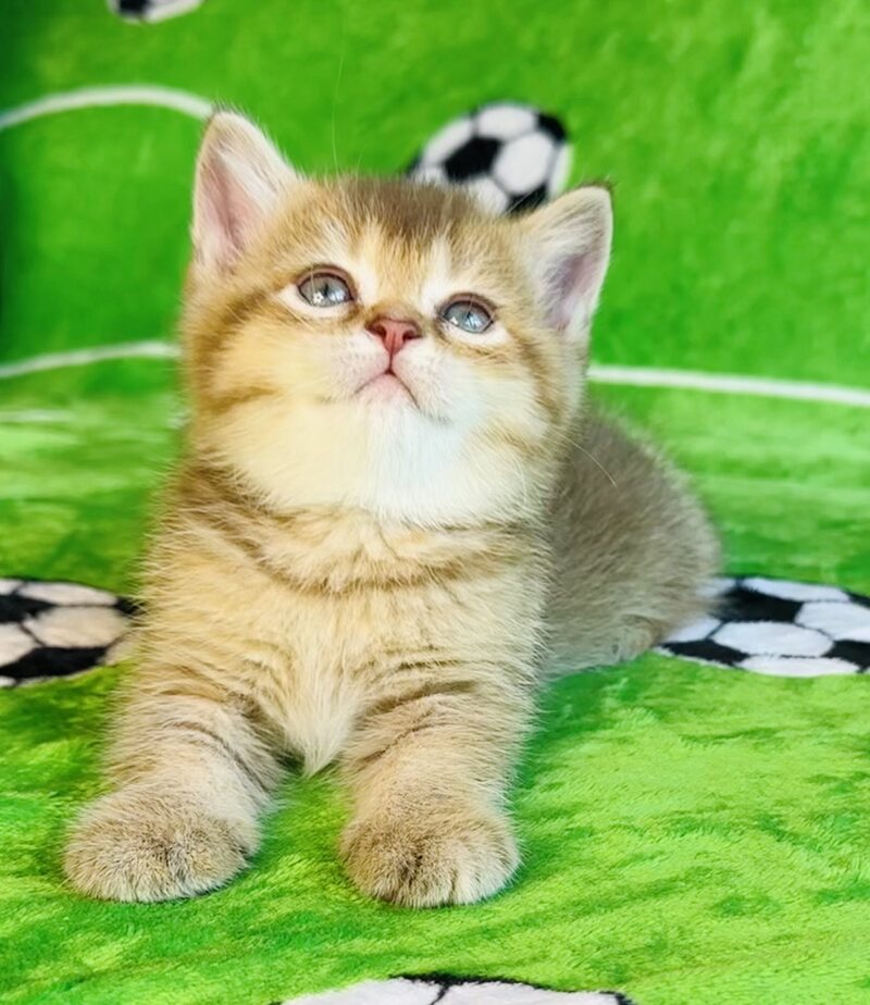 Emelia British Shorthair female, chocolate golden ticked tabby