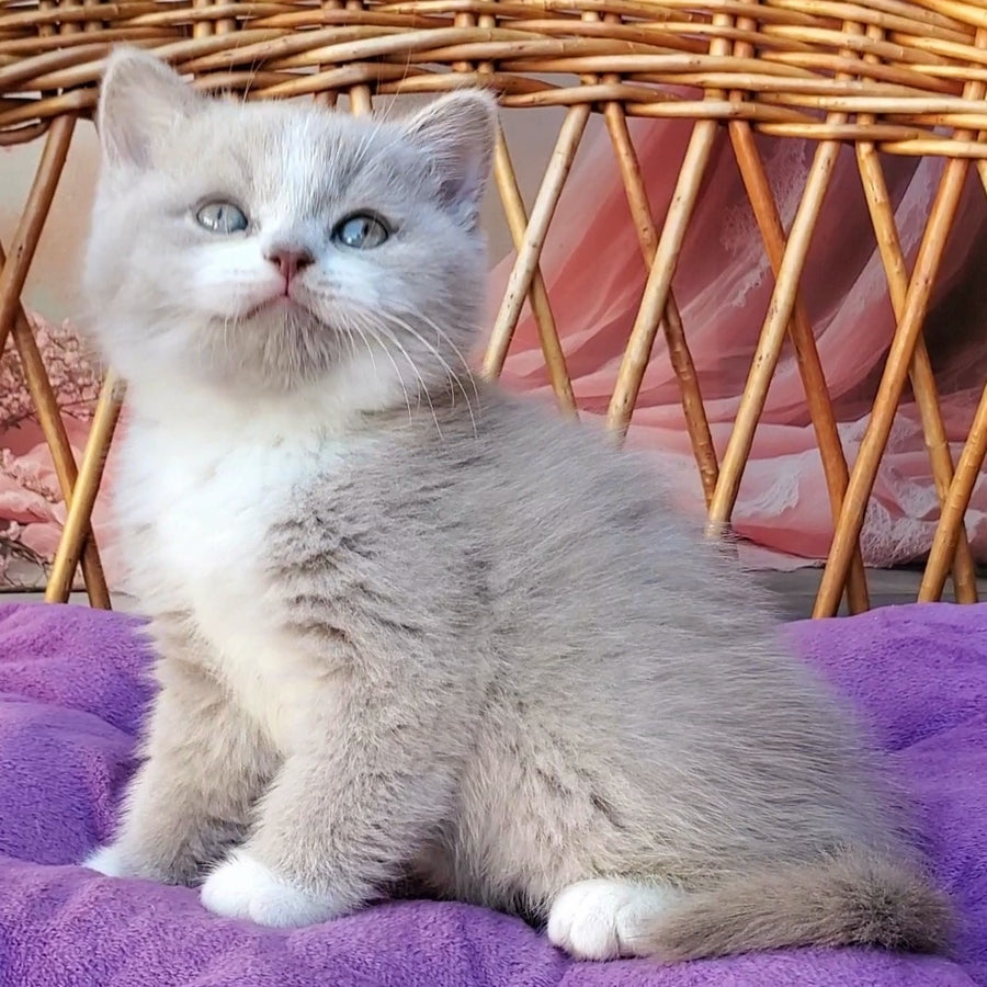 Casper British Shorthair male, lilac bicolour