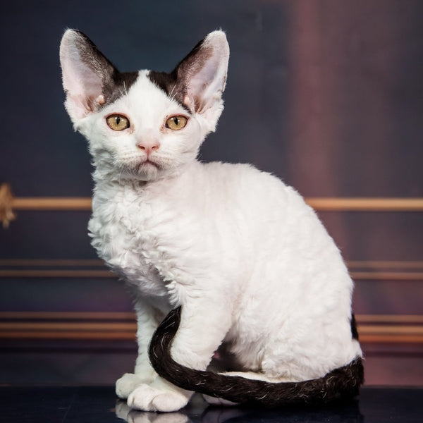 Kiki Devon Rex female, black harlequin