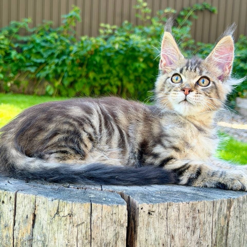 Noy Maine Coon male, black spotted tabby