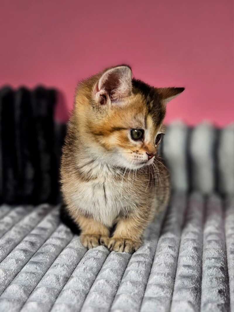 Mikaella Munchkin female, black ticked tabby