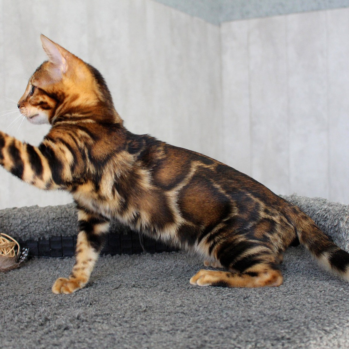 Elsa Bengal female, black spotted tabby