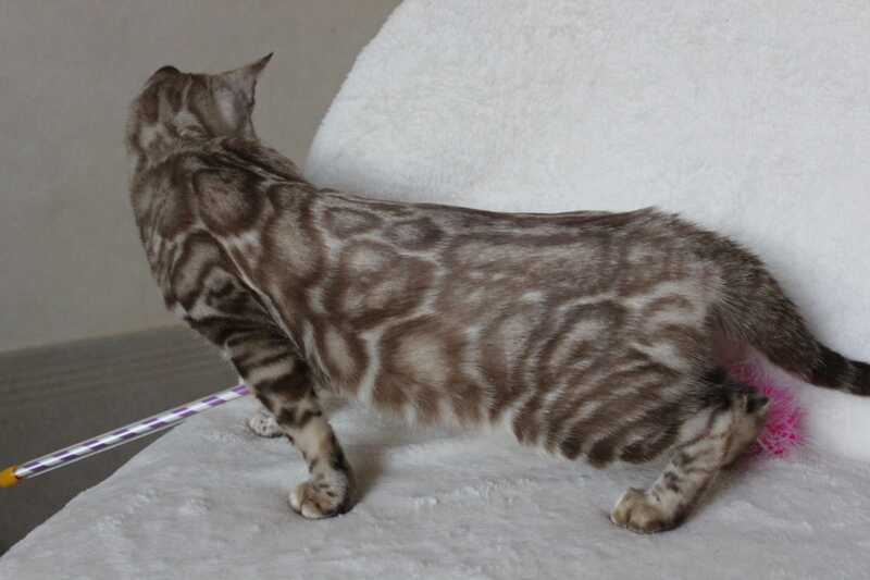 Tamila Bengal female, black spotted tabby pointed