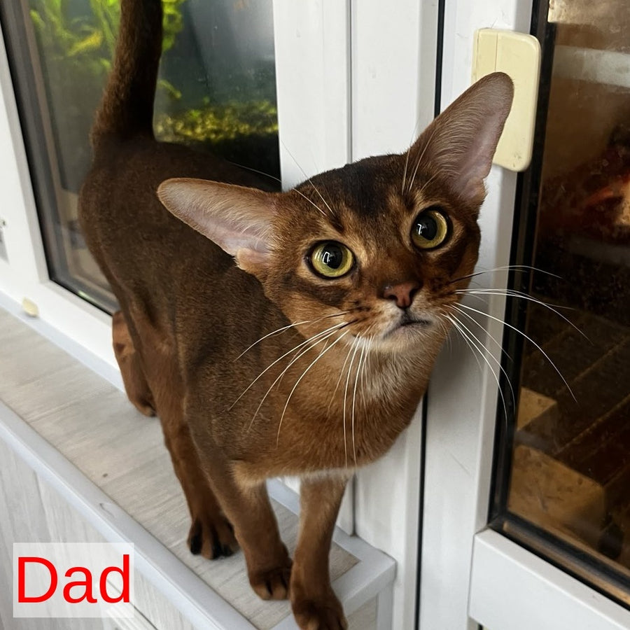 Flora Abyssinian female, black