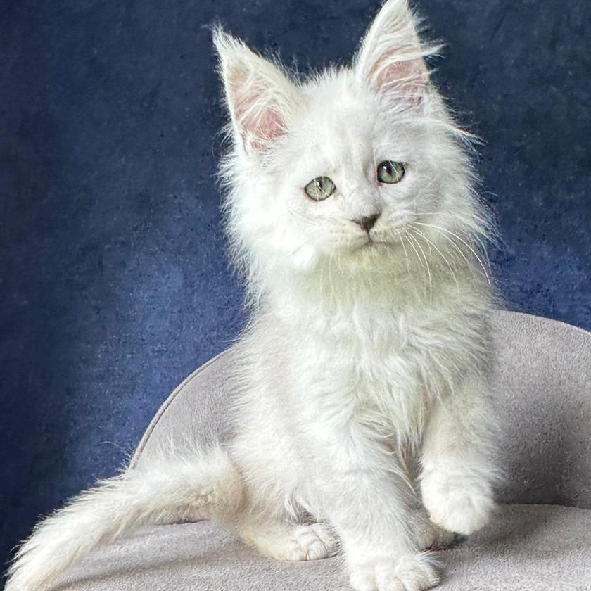 Viggo Maine Coon male, black silver shaded