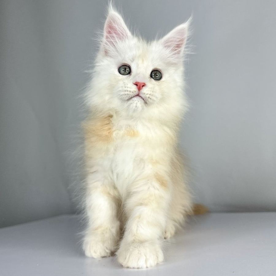 Frank Maine Coon male, red silver tabby