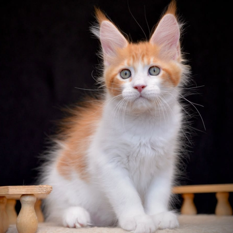 Zephyr Maine Coon male, red bicolour tabby