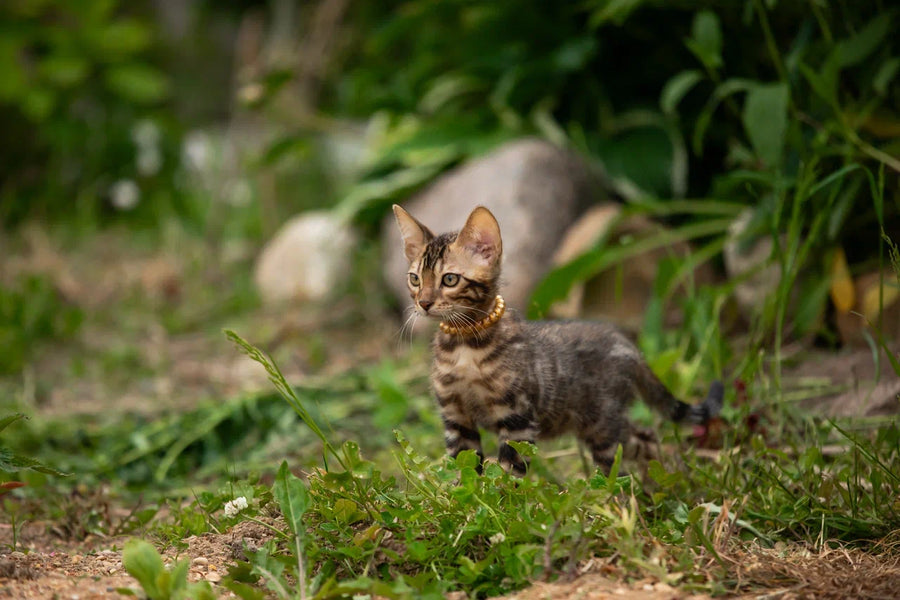 Baron Bengal male black spotted tabby - live animals