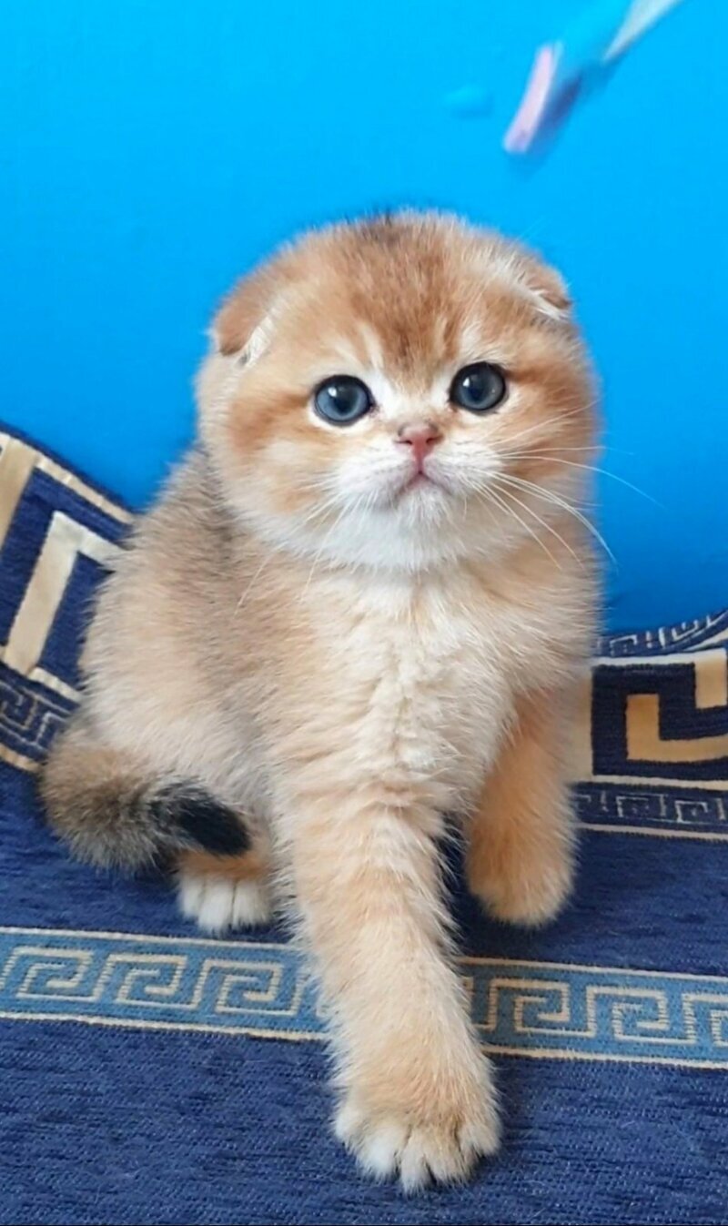 Milena Scottish Fold female black golden shaded - live animals
