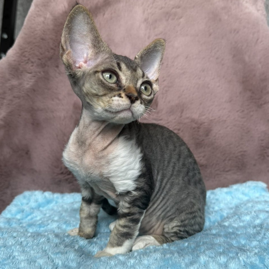 Xenon Devon Rex male, black tabby with white