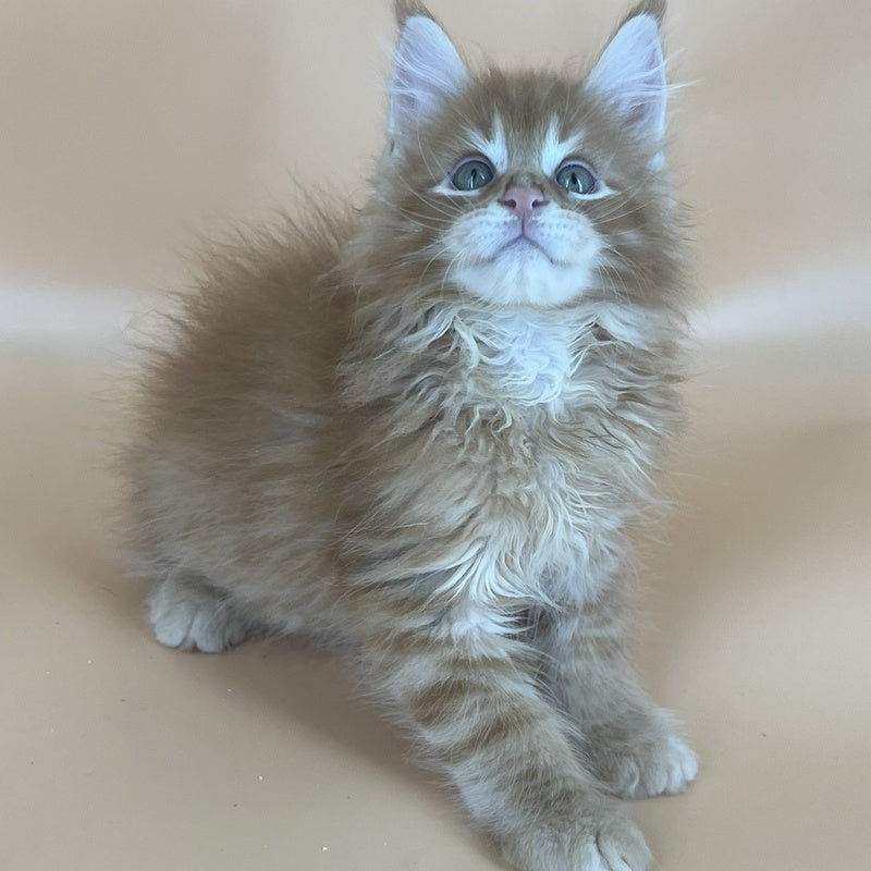 Brian Maine Coon male, red tabby