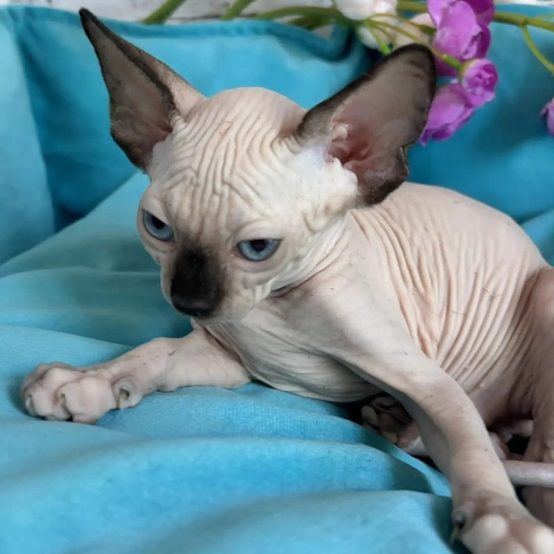 Bahia Canadian Sphynx female, black pointed