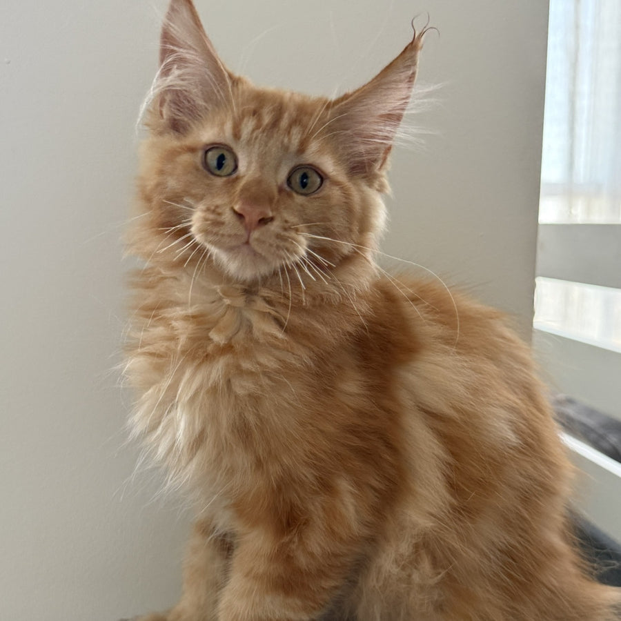 Alex Maine Coon male, red tabby