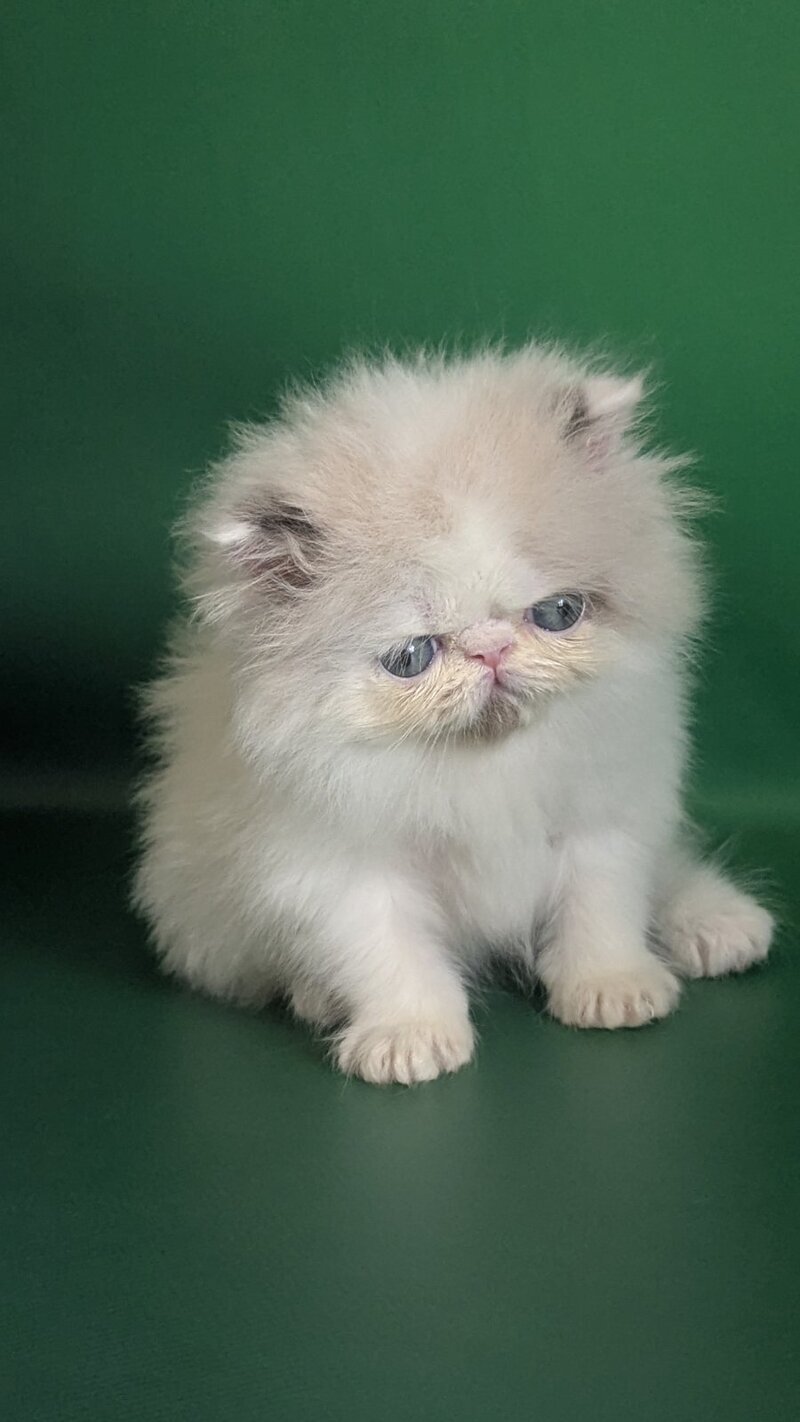 Nemо Persian male, cream pointed bicolour