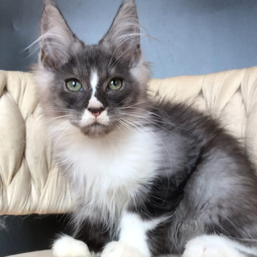 Chip Maine Coon male, black silver bicolour