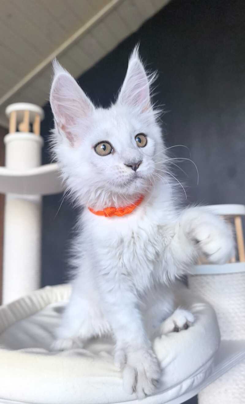 Ulina Maine Coon female, black silver shaded