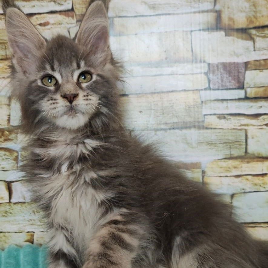 Xana Maine Coon polydactyl 6x6x6x6 female, blue tabby
