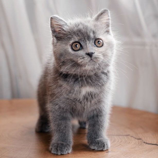 Aiza British Shorthair female, blue tortie