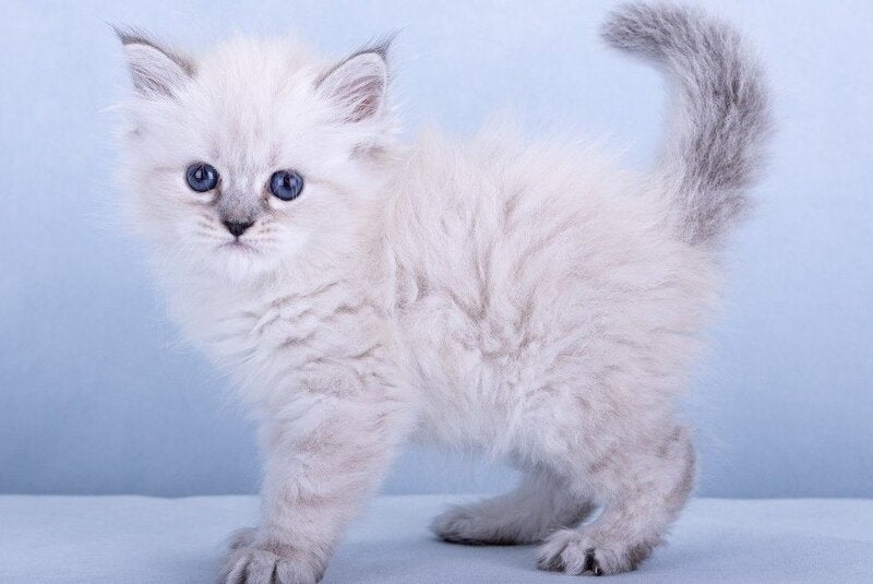 Iskra Siberian female, black tabby pointed