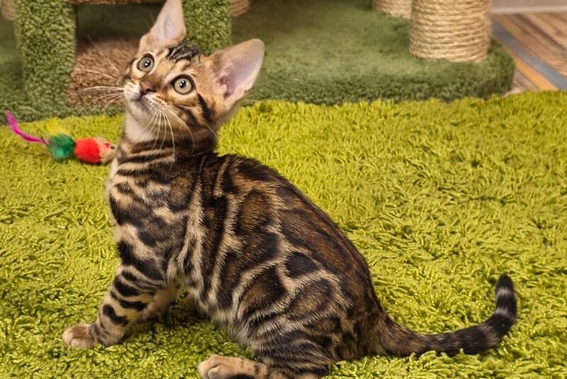 Fluffy Bengal female, black spotted tabby