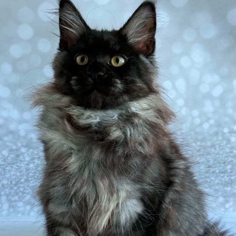 Xaria Maine Coon female, black silver