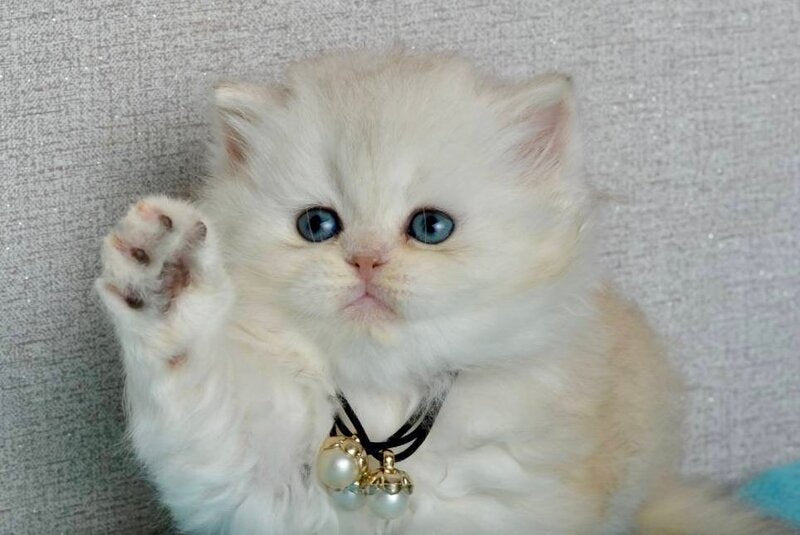 Rina Scottish Straight female black silver shaded - live animals