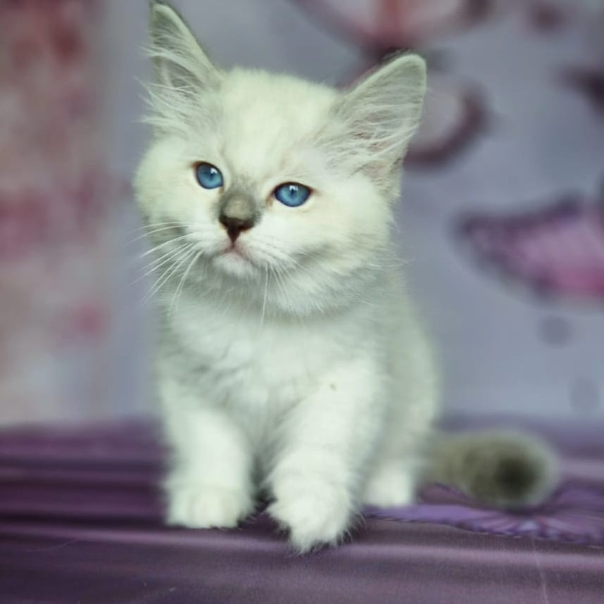 Eshley Siberian male, blue with white tabby pointed