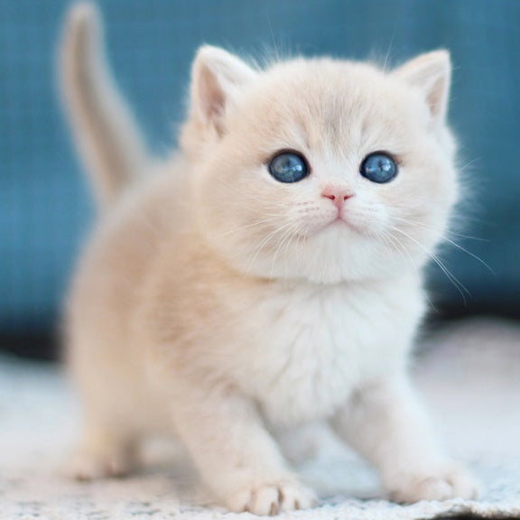 Freddie British Shorthair male, blue golden shaded