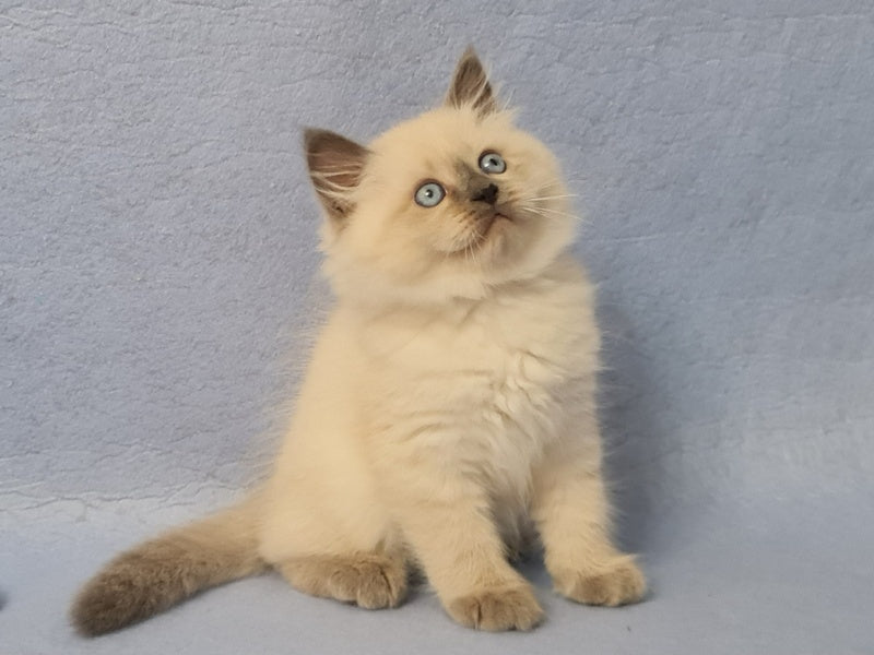 Archie Siberian male black pointed - live animals