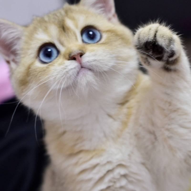 Infinity British Shorthair female, black golden shaded