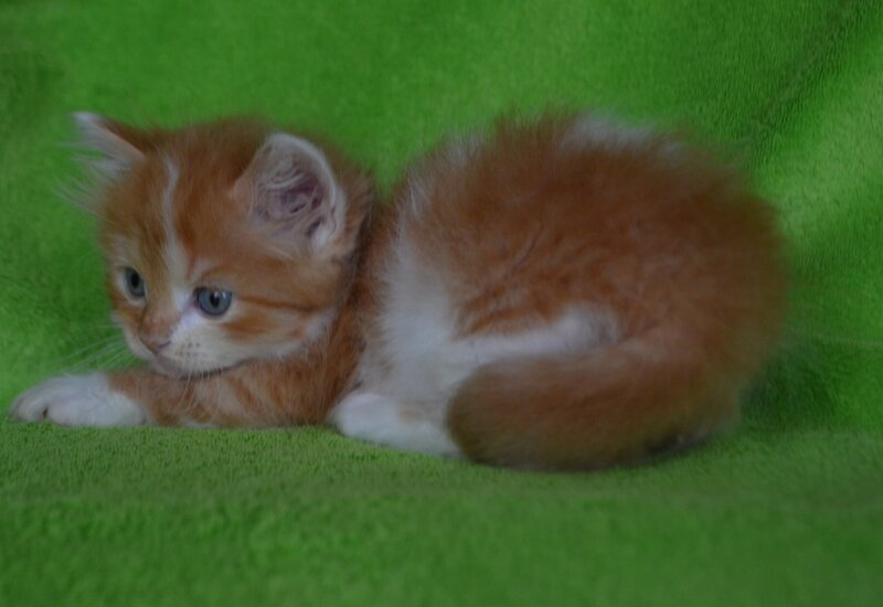 Narciss Munchkin male red bicolour tabby - live animals