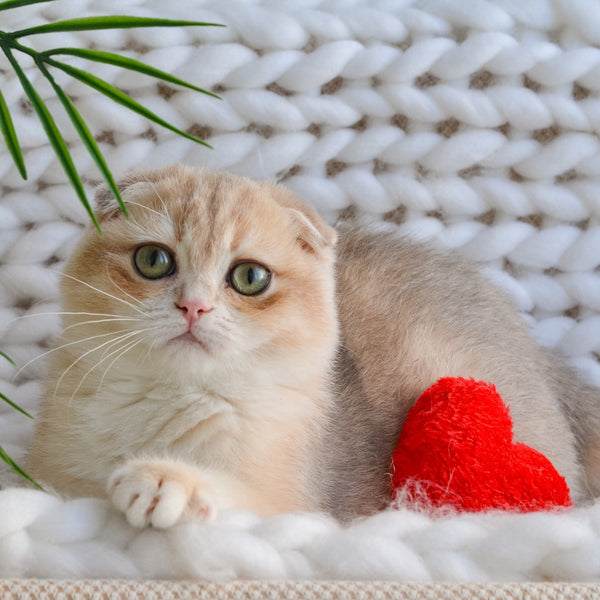 Henrik Scottish Fold male, blue golden chinchilla