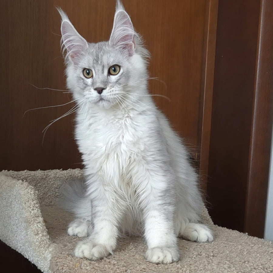 Jasper Maine Coon male, blue silver ticked tabby