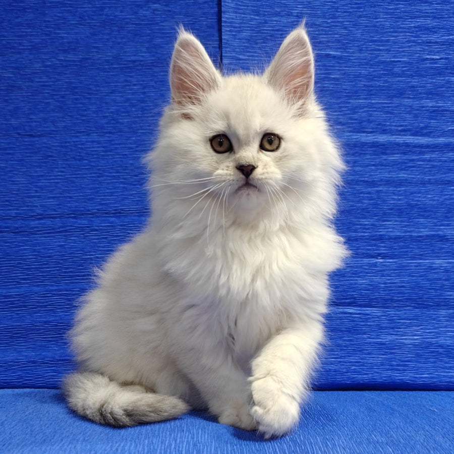 Nelson Maine Coon male, black silver shaded