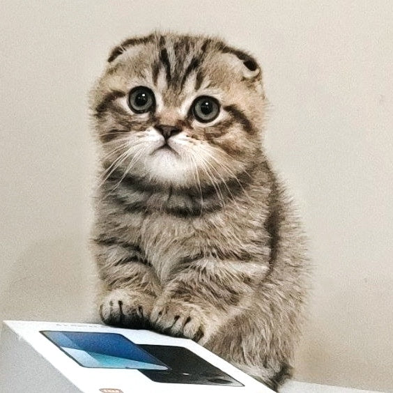 Toffee Maine Coon male, black spotted tabby