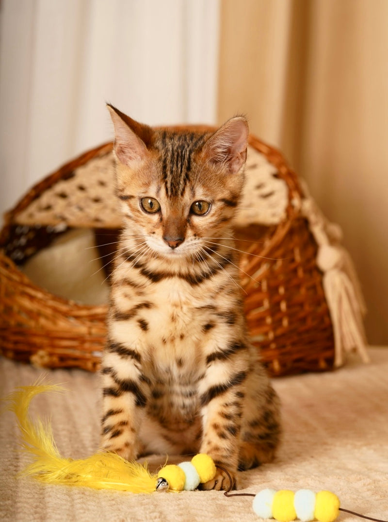 Jaguar Bengal male, black spotted tabby