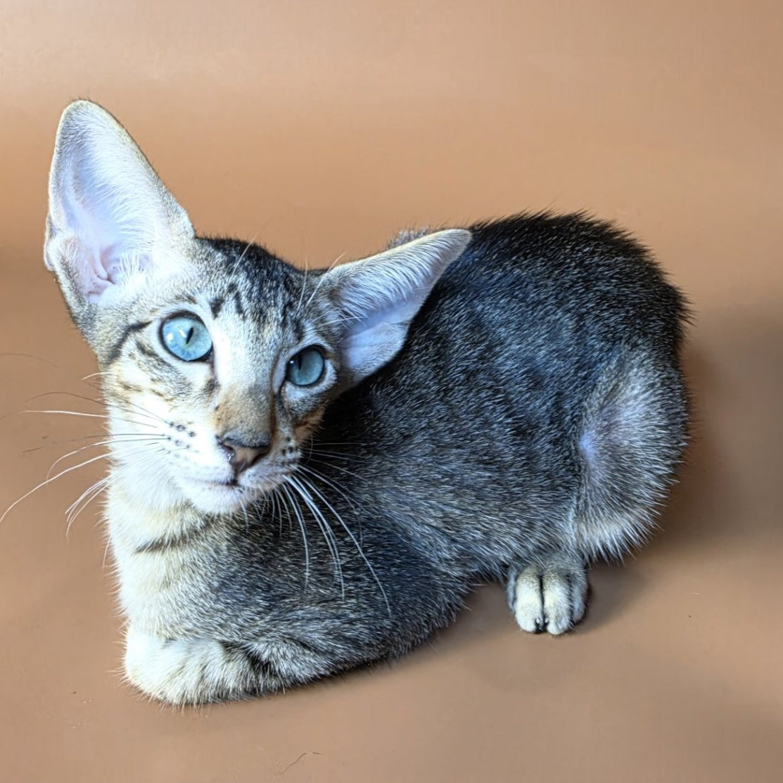 Gabriel Oriental Shorthair male, black spotted tabby