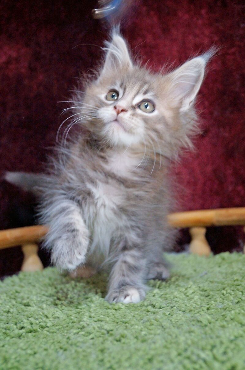 Ofeliya Maine Coon female blue tortie silver tabby - live animals