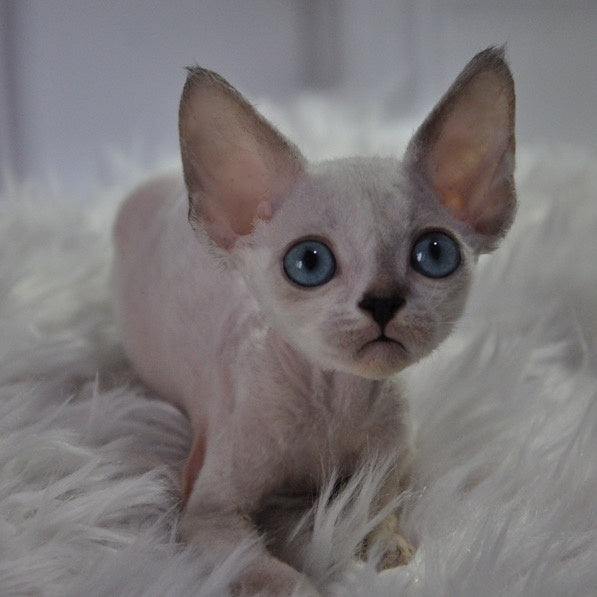 Mark Devon Rex male, blue tabby pointed