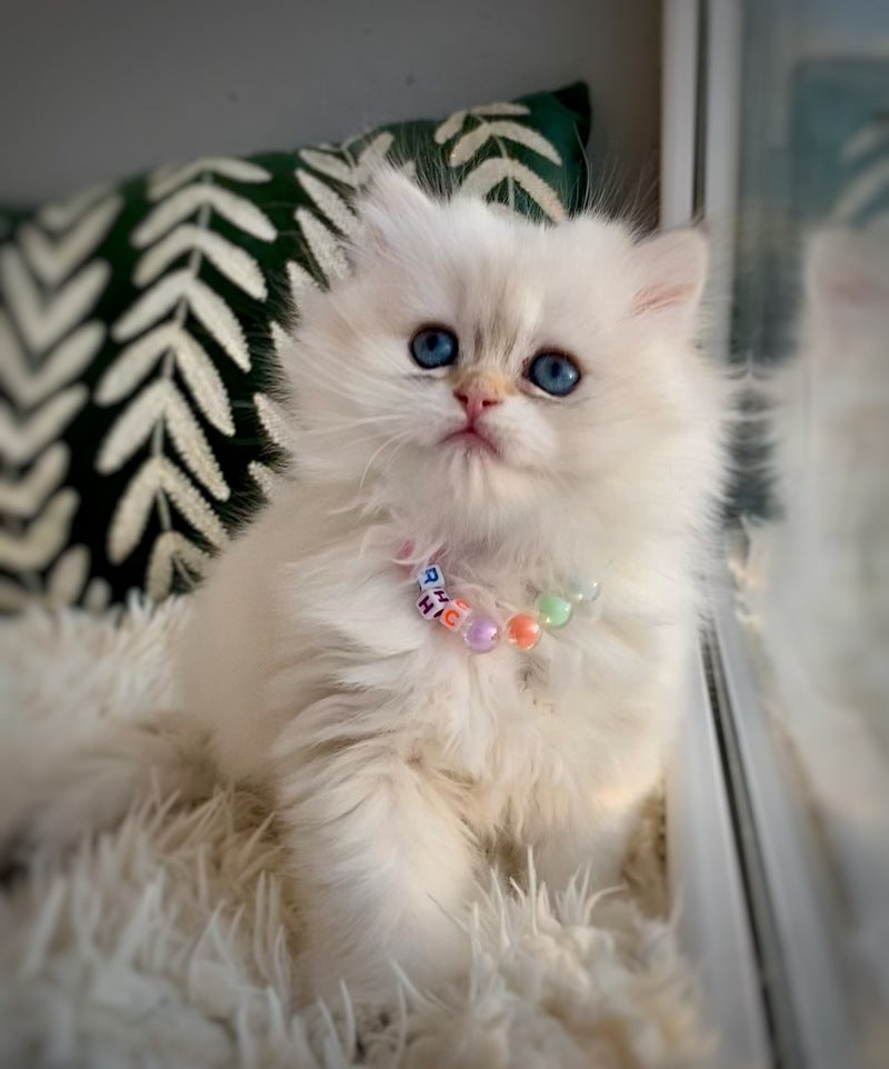 Zefir British Longhair male black golden shaded pointed - live animals
