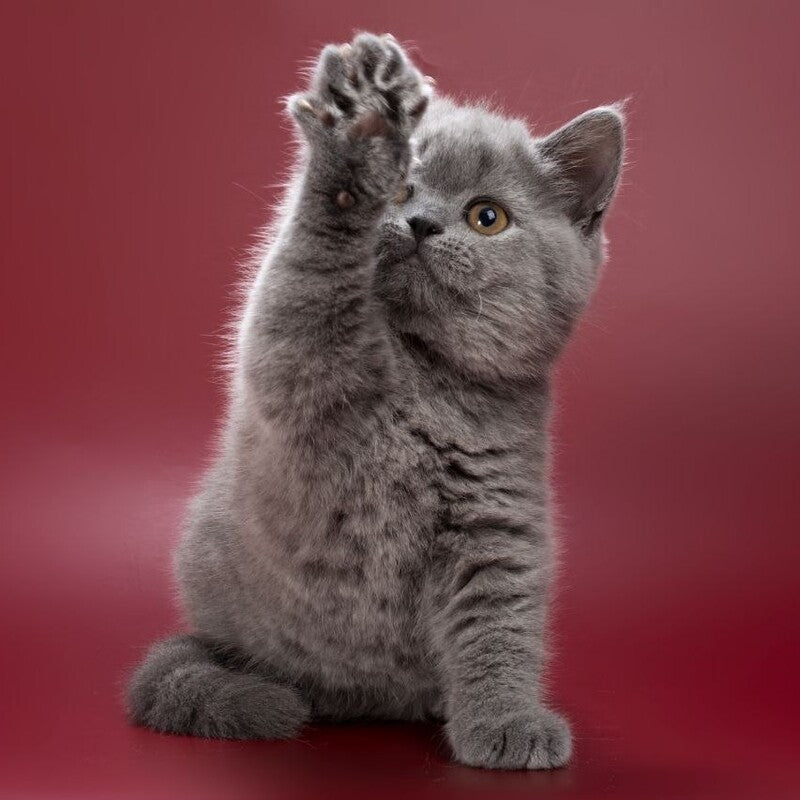 Olwen British Shorthair female, blue